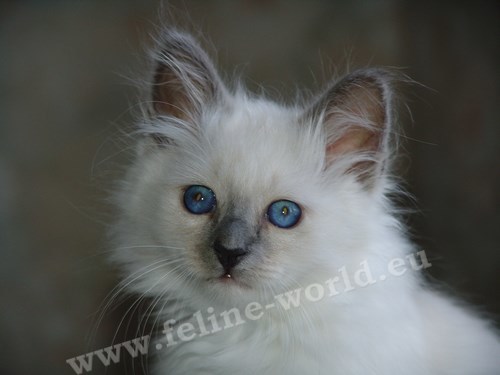 birman_08 (Race)